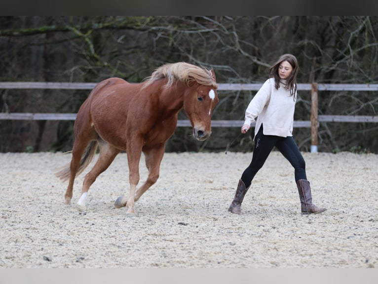American Quarter Horse Stute 8 Jahre 154 cm Fuchs in Mengerskirchen