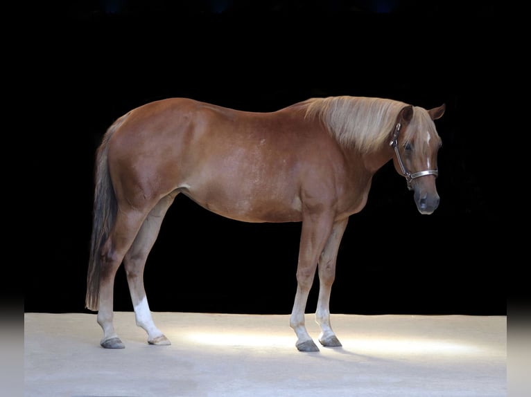American Quarter Horse Stute 8 Jahre 154 cm Fuchs in Mengerskirchen
