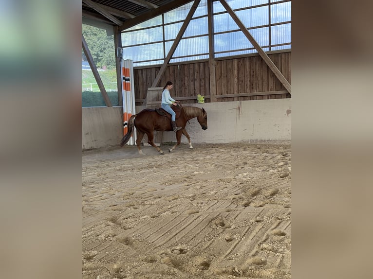American Quarter Horse Stute 8 Jahre 154 cm Fuchs in Mengerskirchen