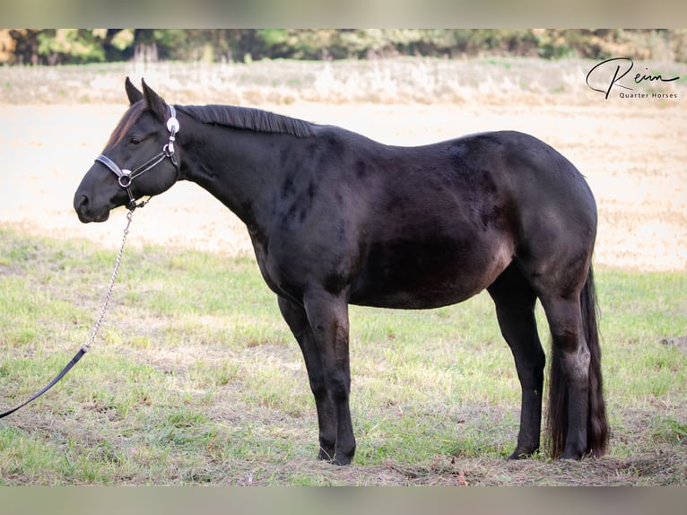 American Quarter Horse Stute 8 Jahre 154 cm Rappe in Neufarn