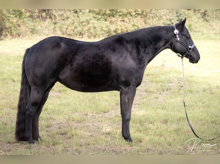 American Quarter Horse Stute 8 Jahre 154 cm Rappe in Neufarn