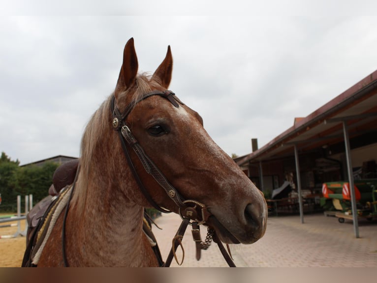 American Quarter Horse Stute 8 Jahre 154 cm Roan-Red in Buchloe