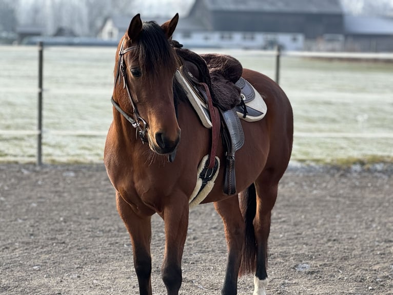 American Quarter Horse Mix Stute 8 Jahre 155 cm Brauner in Satteins