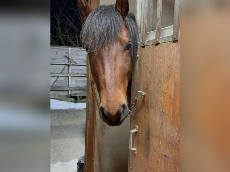 American Quarter Horse Mix Stute 8 Jahre 155 cm Brauner in Satteins