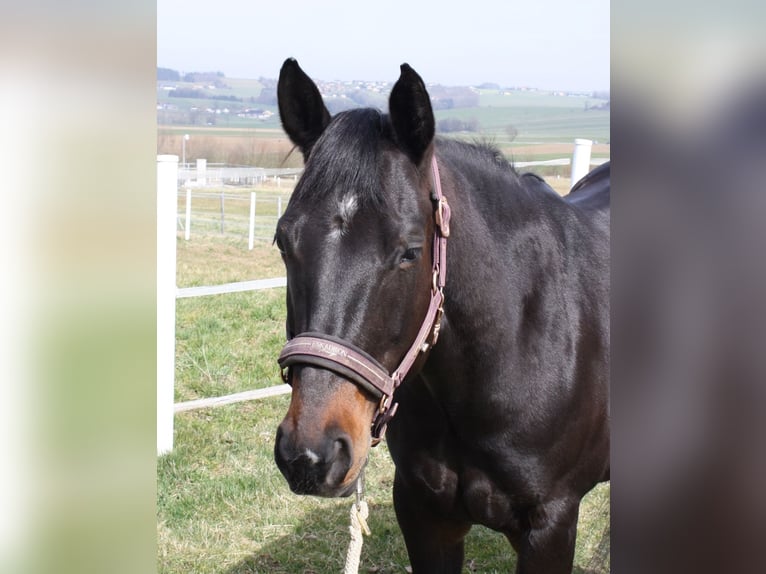 American Quarter Horse Stute 8 Jahre 155 cm Dunkelbrauner in Oberhofen am Irrsee