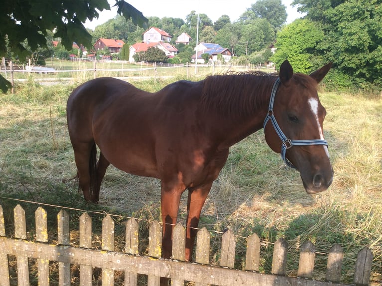 American Quarter Horse Stute 8 Jahre 155 cm Dunkelfuchs in Apfeldorfpf