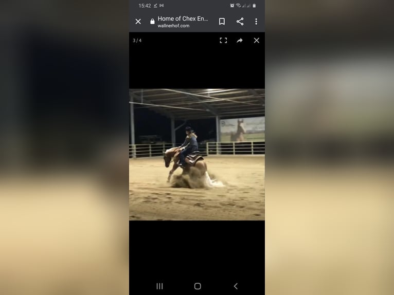 American Quarter Horse Stute 8 Jahre 155 cm Palomino in Kumberg