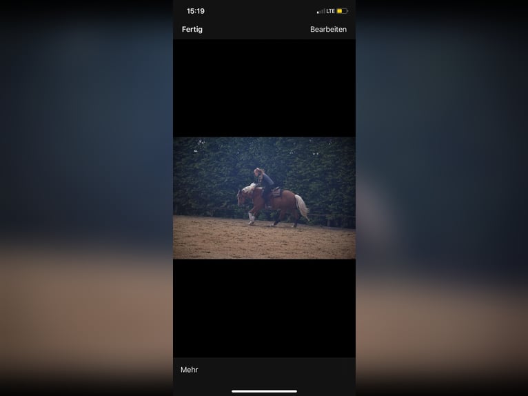 American Quarter Horse Stute 8 Jahre 155 cm Palomino in Kumberg