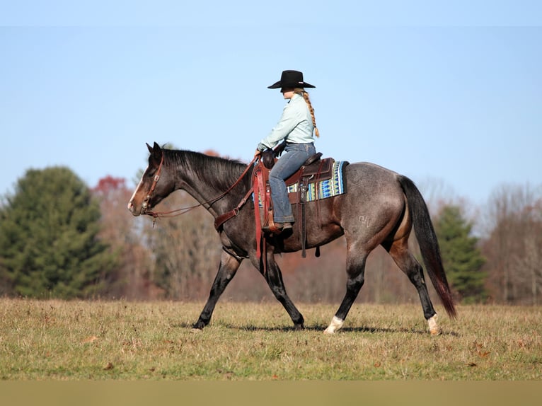 American Quarter Horse Stute 8 Jahre 155 cm Roan-Blue in Clarion