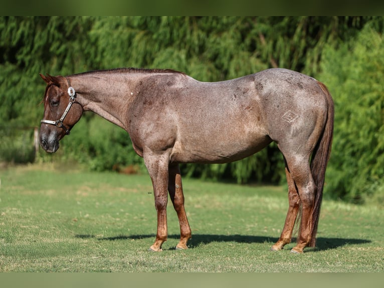American Quarter Horse Stute 8 Jahre 155 cm Roan-Red in Fort Worth