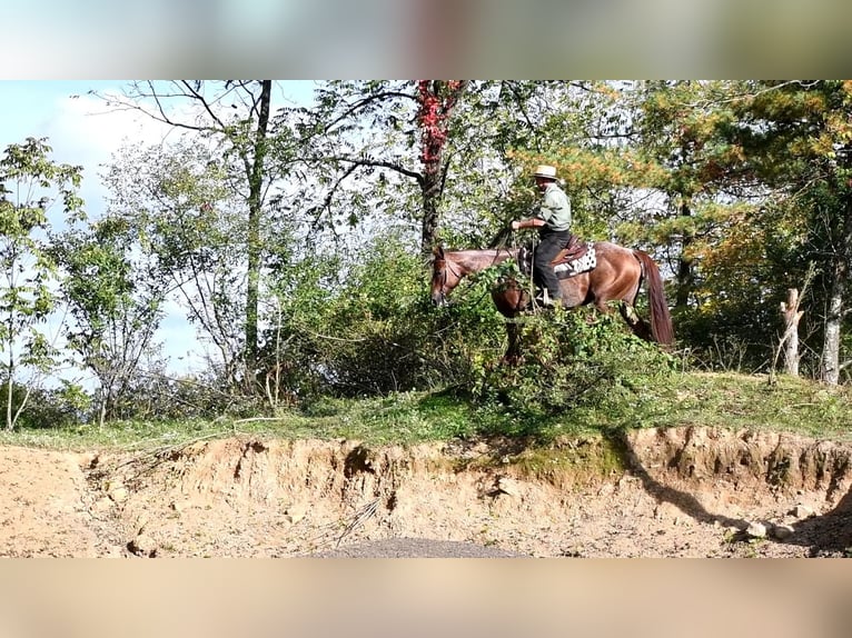 American Quarter Horse Stute 8 Jahre 155 cm Roan-Red in Rebersburg