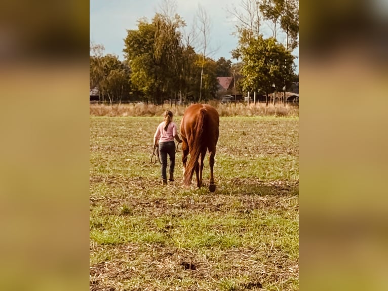 American Quarter Horse Stute 8 Jahre 156 cm Fuchs in Königswartha