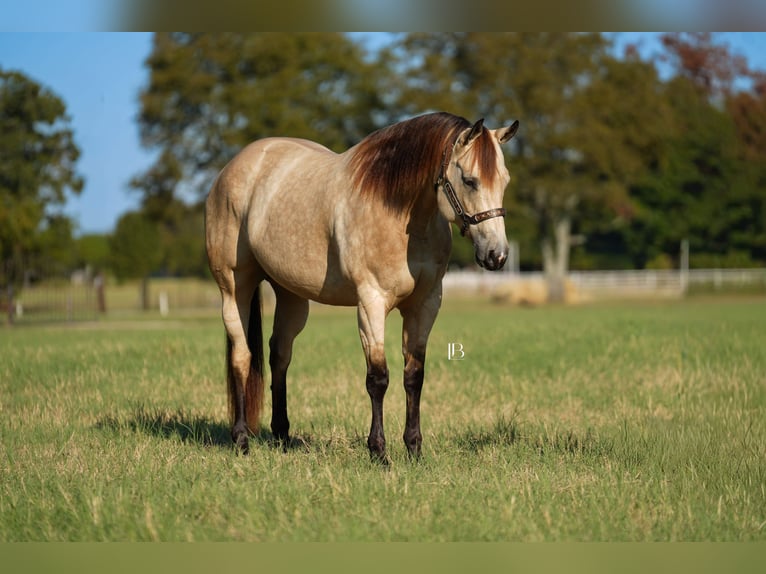 American Quarter Horse Stute 8 Jahre 157 cm Buckskin in Terrell