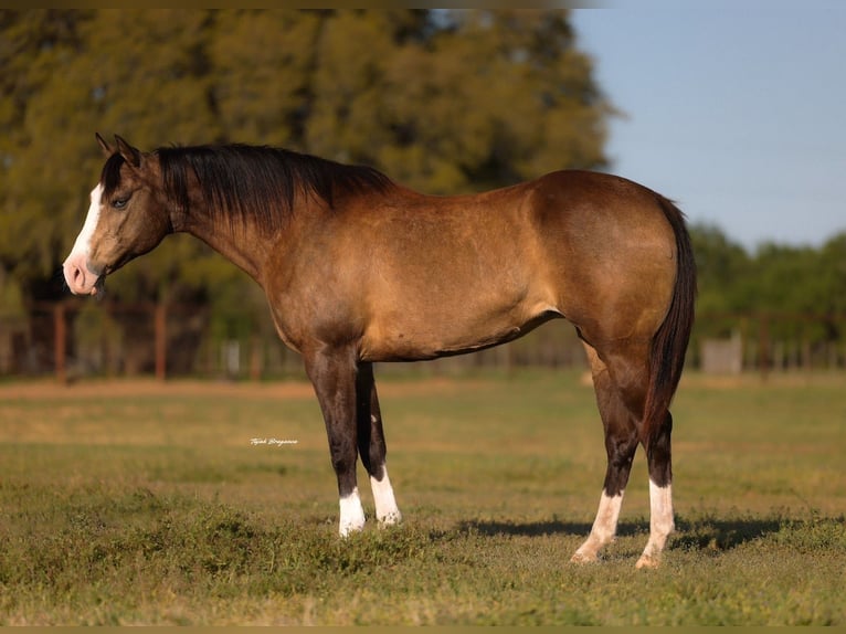 American Quarter Horse Stute 8 Jahre 157 cm Buckskin in Edmond
