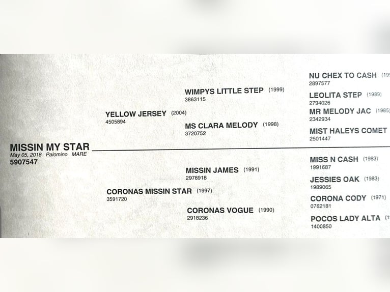 American Quarter Horse Stute 8 Jahre 157 cm Palomino in Wasserburg am Inn