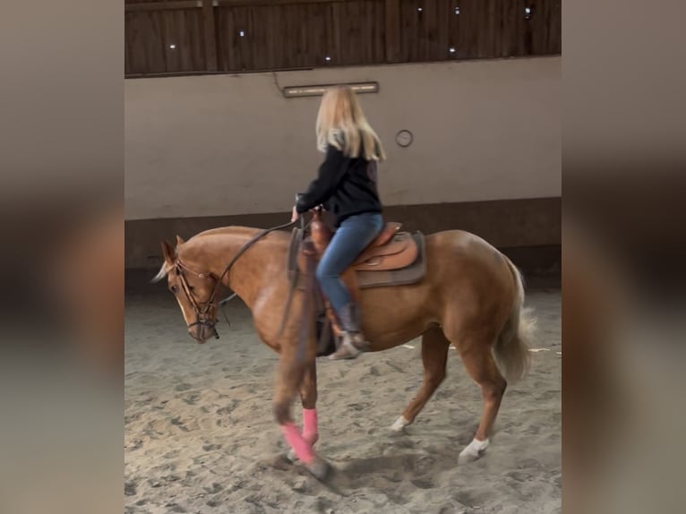 American Quarter Horse Stute 8 Jahre 157 cm Palomino in Wasserburg am Inn