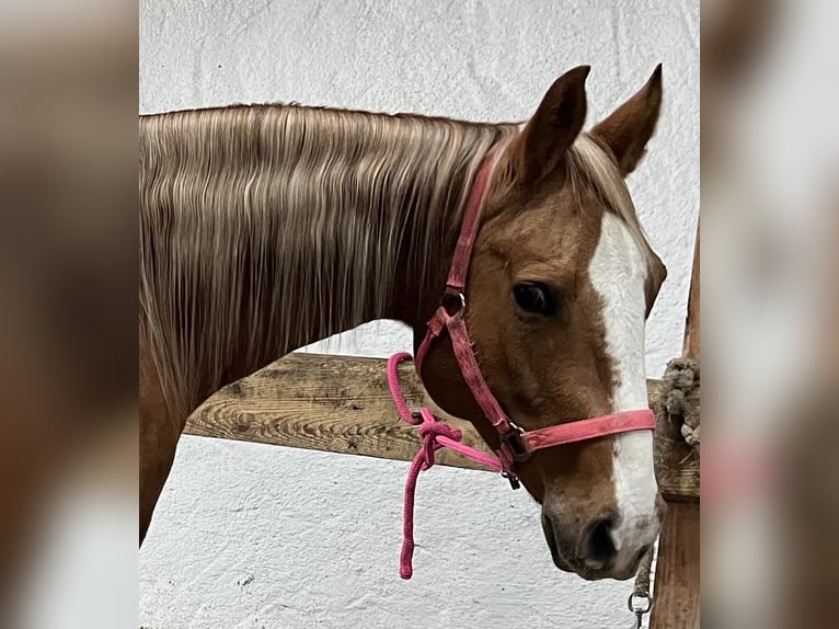 American Quarter Horse Stute 8 Jahre 157 cm Palomino in Wasserburg am Inn