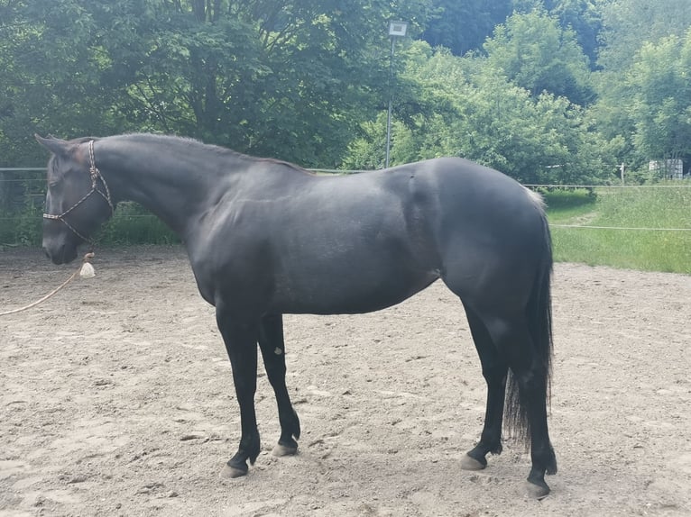 American Quarter Horse Stute 8 Jahre 157 cm Rappe in Boll