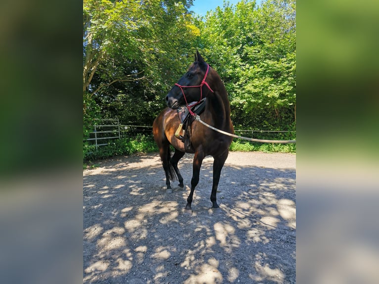 American Quarter Horse Stute 8 Jahre 157 cm Rappe in Boll