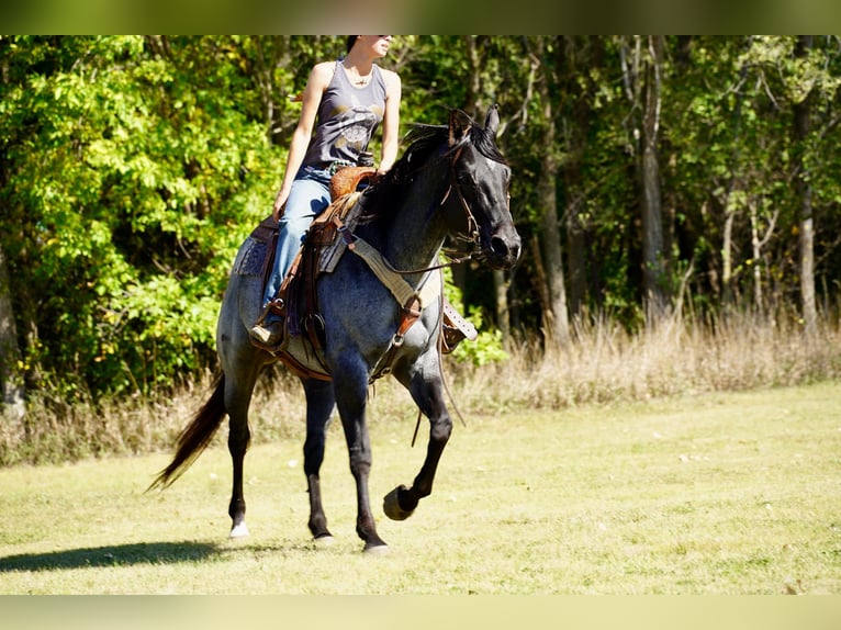American Quarter Horse Stute 8 Jahre 157 cm Roan-Blue in Corsica, SD