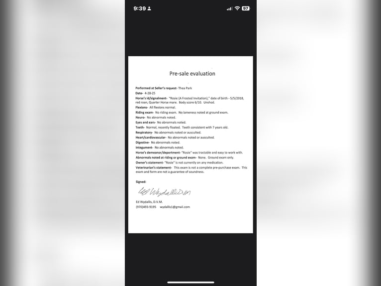 American Quarter Horse Stute 8 Jahre 157 cm Roan-Red in Fort Collins CO