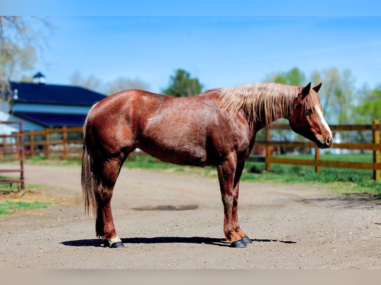 American Quarter Horse Stute 8 Jahre 157 cm Roan-Red in Fort Collins CO