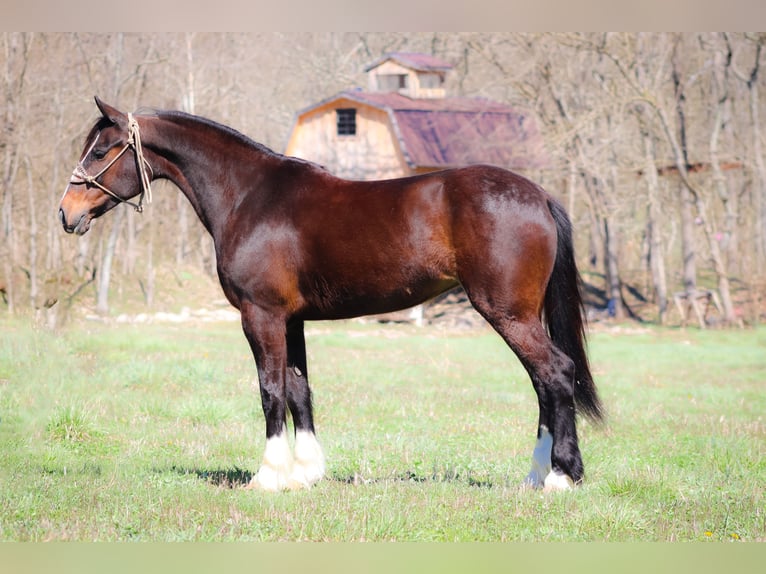 American Quarter Horse Stute 8 Jahre 157 cm Rotbrauner in Flemingsburg KY