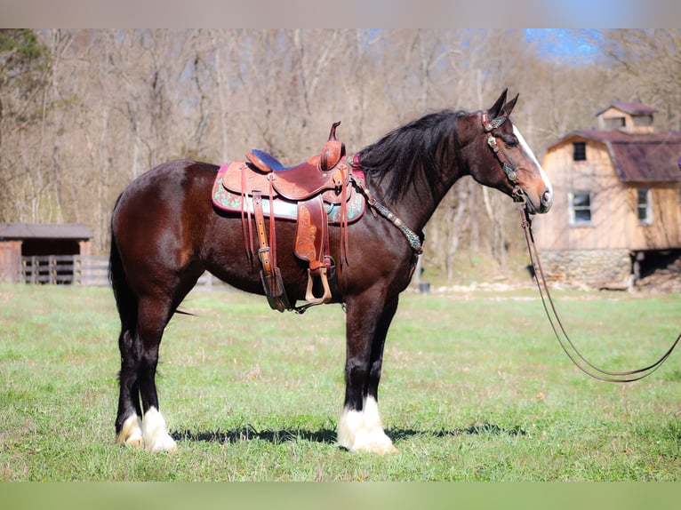 American Quarter Horse Stute 8 Jahre 157 cm Rotbrauner in Flemingsburg KY