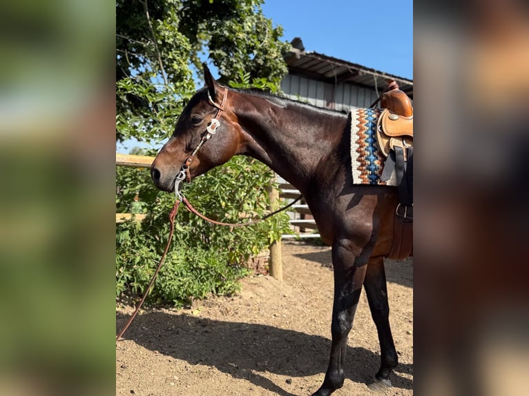 American Quarter Horse Stute 8 Jahre 159 cm Brauner in Königslutter am Elm