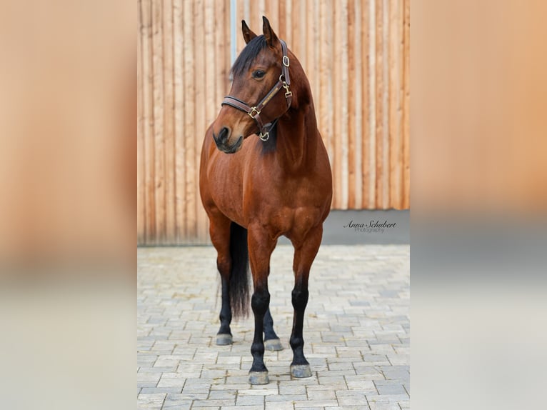 American Quarter Horse Stute 8 Jahre 160 cm Brauner in Hundsangen