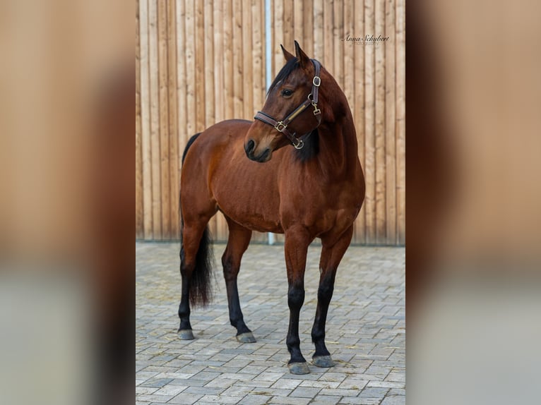 American Quarter Horse Stute 8 Jahre 160 cm Brauner in Hundsangen