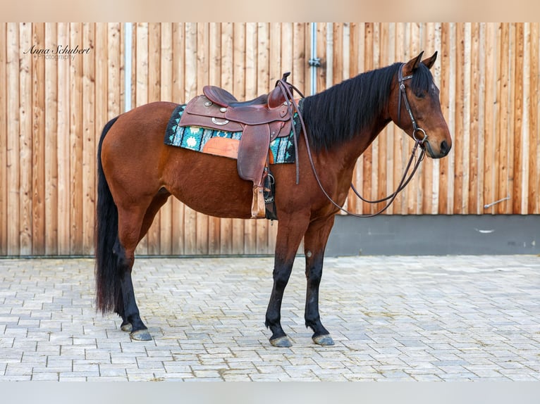 American Quarter Horse Stute 8 Jahre 160 cm Brauner in Hundsangen