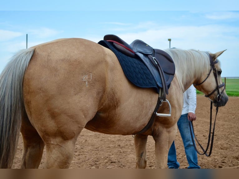American Quarter Horse Stute 8 Jahre 160 cm Palomino in Stephenville, TX