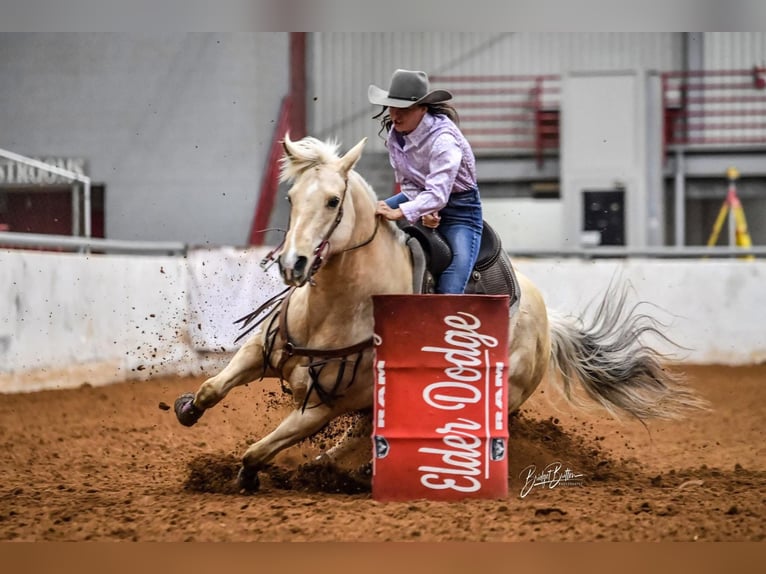 American Quarter Horse Stute 8 Jahre 160 cm Palomino in Stephenville, TX