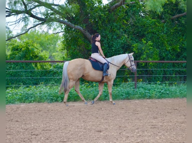 American Quarter Horse Stute 8 Jahre 160 cm Palomino in Stephenville, TX