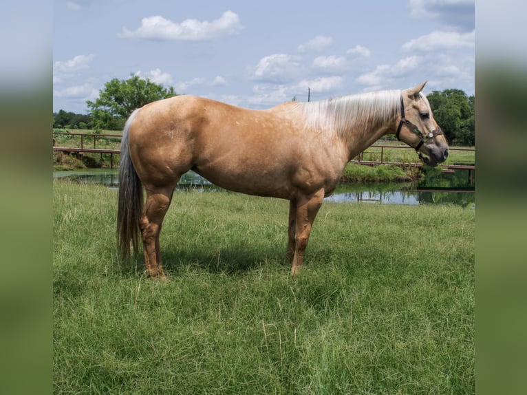 American Quarter Horse Stute 8 Jahre 160 cm Palomino in Stephenville, TX
