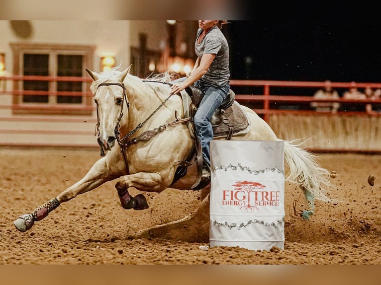 American Quarter Horse Stute 8 Jahre 160 cm Palomino in Stephenville, TX