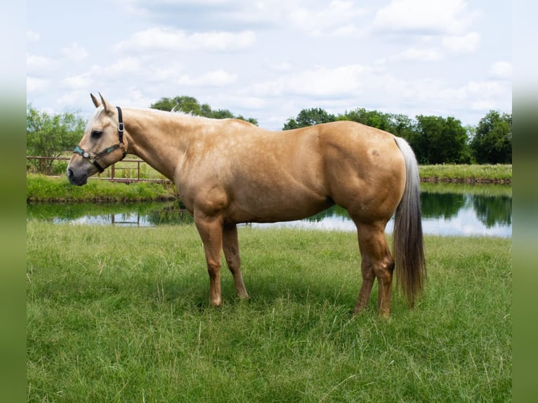 American Quarter Horse Stute 8 Jahre 160 cm Palomino in Stephenville, TX