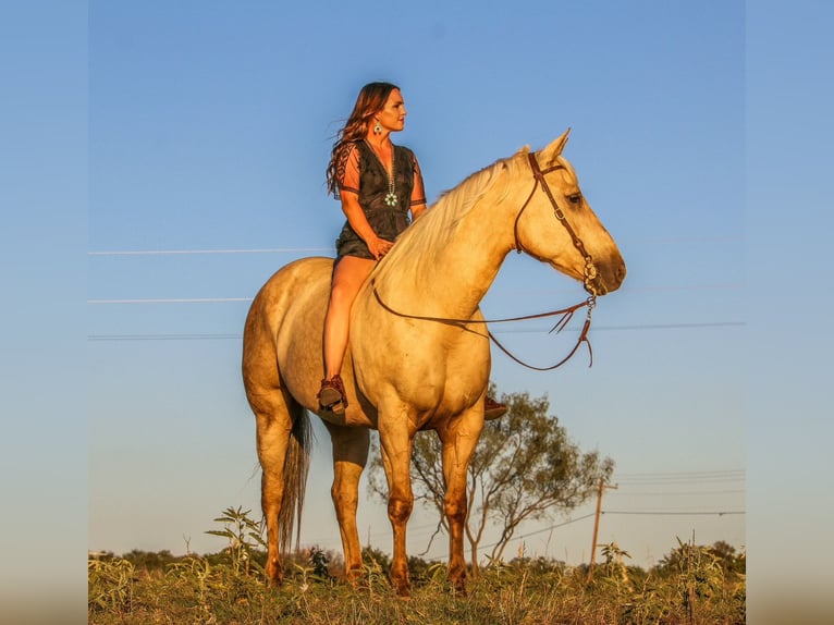 American Quarter Horse Stute 8 Jahre 160 cm Palomino in Stephenville, TX