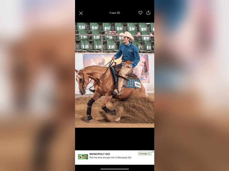 American Quarter Horse Stute 8 Jahre 160 cm Palomino in Haag in Oberbayern