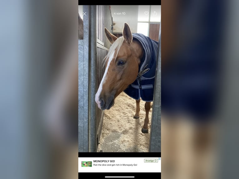 American Quarter Horse Stute 8 Jahre 160 cm Palomino in Haag in Oberbayern