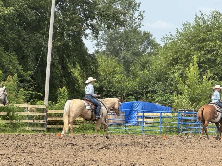 American Quarter Horse Stute 8 Jahre 160 cm Palomino in Princeton MO