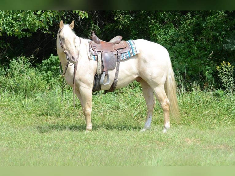 American Quarter Horse Stute 8 Jahre 160 cm Palomino in Princeton MO