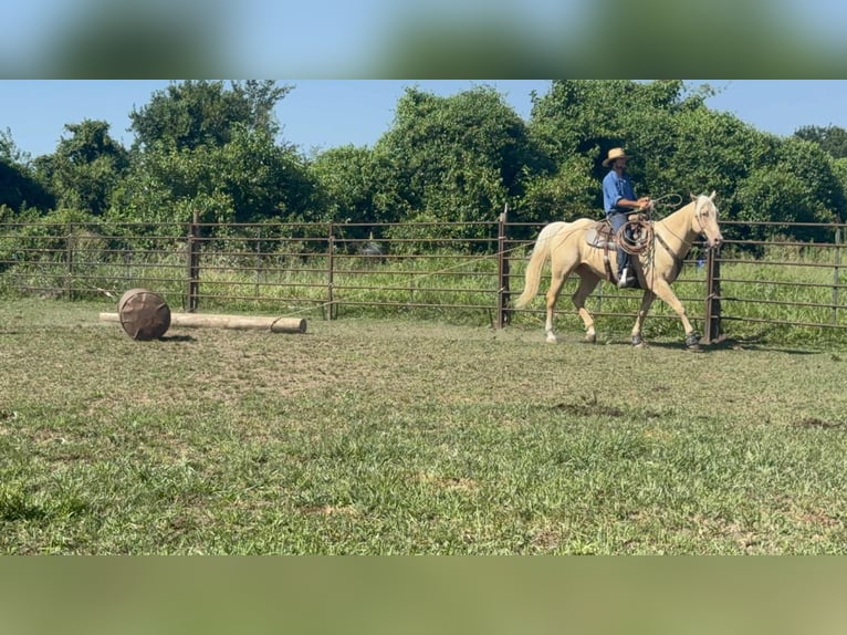 American Quarter Horse Stute 8 Jahre 160 cm Palomino in Princeton MO
