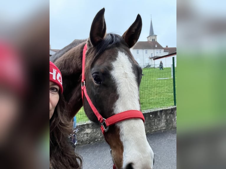 American Quarter Horse Mix Stute 8 Jahre 163 cm Brauner in Alsting