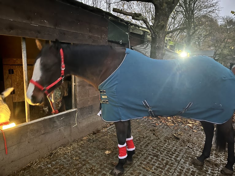 American Quarter Horse Mix Stute 8 Jahre 163 cm Brauner in Alsting