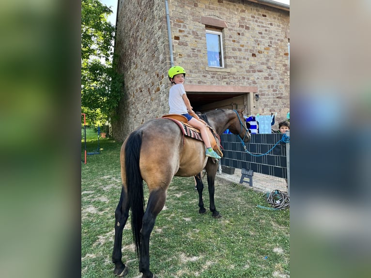American Quarter Horse Mix Stute 8 Jahre 163 cm Brauner in Alsting
