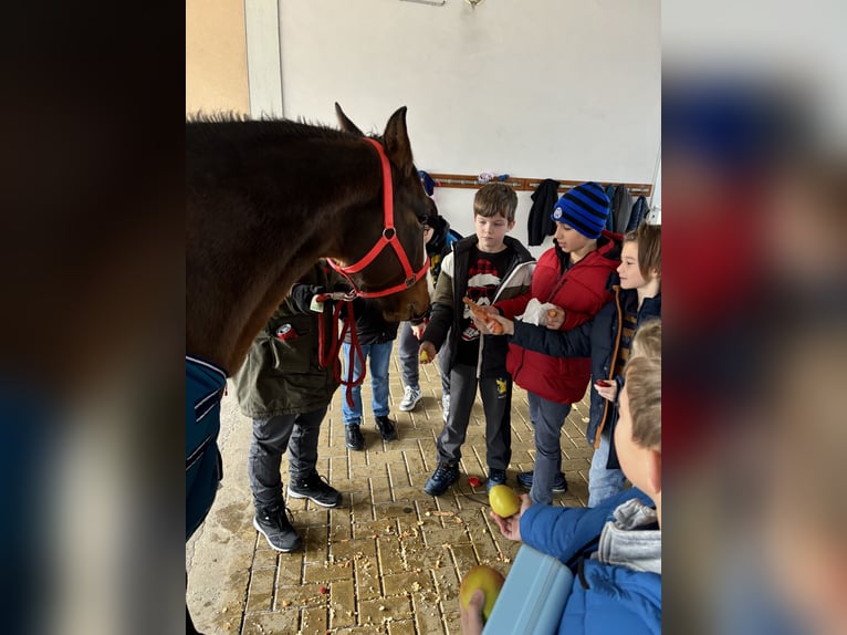 American Quarter Horse Mix Stute 8 Jahre 163 cm Brauner in Alsting