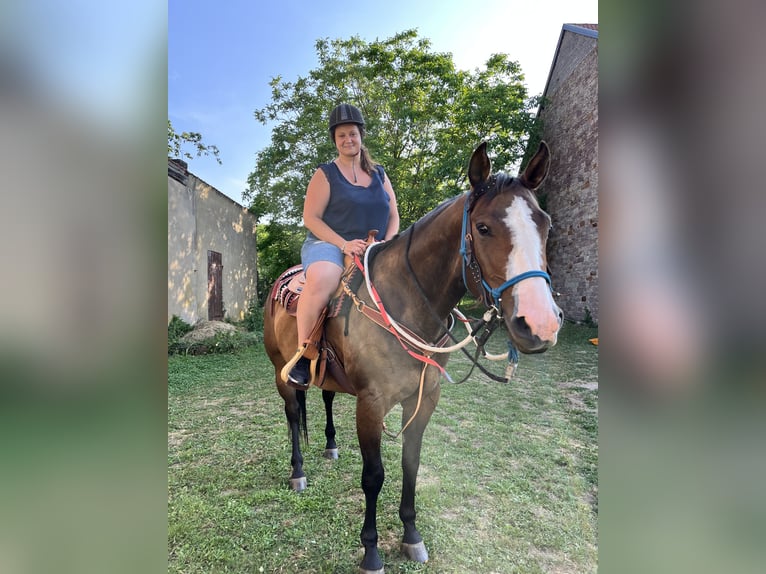 American Quarter Horse Mix Stute 8 Jahre 163 cm Brauner in Alsting