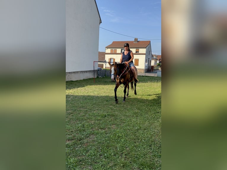American Quarter Horse Mix Stute 8 Jahre 163 cm Brauner in Alsting